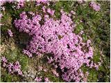 Moss Campion (Silene acaulis)