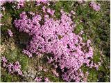 Brezstebelna lepnica (Silene acaulis)