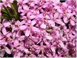 Moss Campion (Silene acaulis)