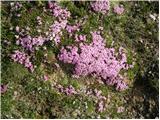 Brezstebelna lepnica (Silene acaulis)