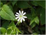 Kljukastosemenska zvezdica (Stellaria montana)