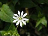 Kljukastosemenska zvezdica (Stellaria montana)