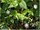 Stellaria montana
