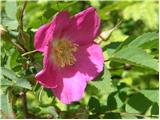 Alpski šipek (Rosa pendulina)