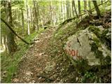 Kraljev hrib - Koritni vrh (Velika planina)