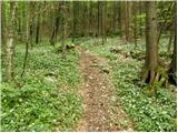 Kraljev hrib - Koritni vrh (Velika planina)