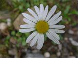 Leucanthemum ircutianum