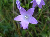 Razprostrta zvončica (Campanula patula)