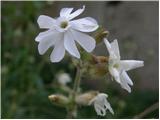 Beli slizek (Silene latifolia)