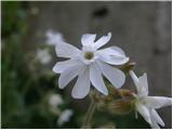 Beli slizek (Silene latifolia)