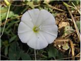 Navadni plotni slak (Calystegia sepium)