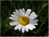 Navadna ivanjščica (Leucanthemum ircutianum)