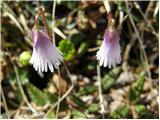 Najmanjši alpski zvonček (Soldanella minima)