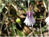 Soldanella minima