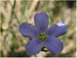 Alpine flax (Linum julicum)