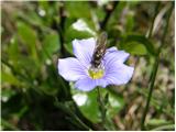 Alpine flax (Linum julicum)