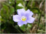 Alpine flax (Linum julicum)