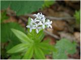 Dišeča lakota (Galium odoratum)