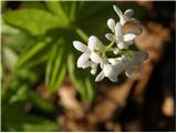 Dišeča lakota (Galium odoratum)