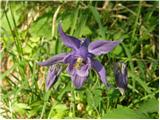 Velecvetna orlica (Aquilegia nigricans)