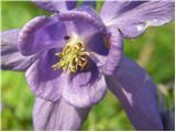 Velecvetna orlica (Aquilegia nigricans)