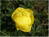 Navadna pogačica (Trollius europaeus)