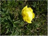 Navadna pogačica (Trollius europaeus)