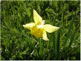 Rumeni narcis (Narcissus pseudonarcissus)