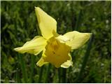 Rumeni narcis (Narcissus pseudonarcissus)
