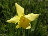 Narcissus pseudonarcissus