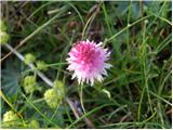 Kamnik Orchid (Nigritella lithopolitanica)