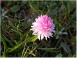 Kamnik Orchid (Nigritella lithopolitanica)