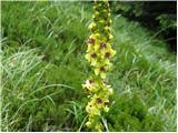 Črni lučnik (Verbascum nigrum)