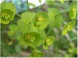 Mandljevolistni mleček (Euphorbia amygdaloides)