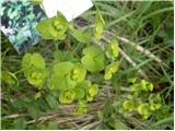 Almond Spurge (Euphorbia amygdaloides)