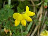 Common Bird's-foot-trefoil (Lotus corniculatus)