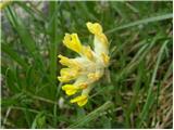 Pravi ranjak (Anthyllis vulneraria)