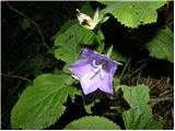 Peachleaf Bellflower (Campanula persicifolia)