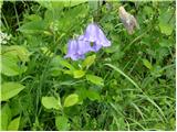 Okroglolistna zvončica (Campanula rotundifolia)