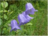 Okroglolistna zvončica (Campanula rotundifolia)