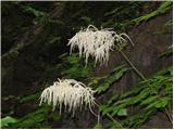 Goat's beard (Aruncus silvestris)