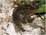 Navadna krastača (Bufo bufo)