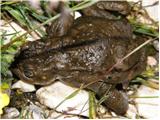 Common Toad (Bufo bufo)