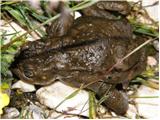 Navadna krastača (Bufo bufo)