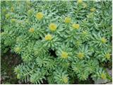 Navadni rožni koren (Rhodiola rosea)