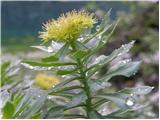 Navadni rožni koren (Rhodiola rosea)