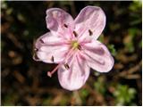 Dwarf Alpenrose (Rhodothamnus chamaecistus)