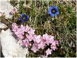 Dwarf Alpenrose (Rhodothamnus chamaecistus)