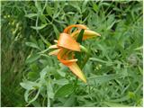 Lilium carniolicum