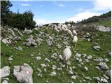 Planina Kosmačeve Rastke - Lanež